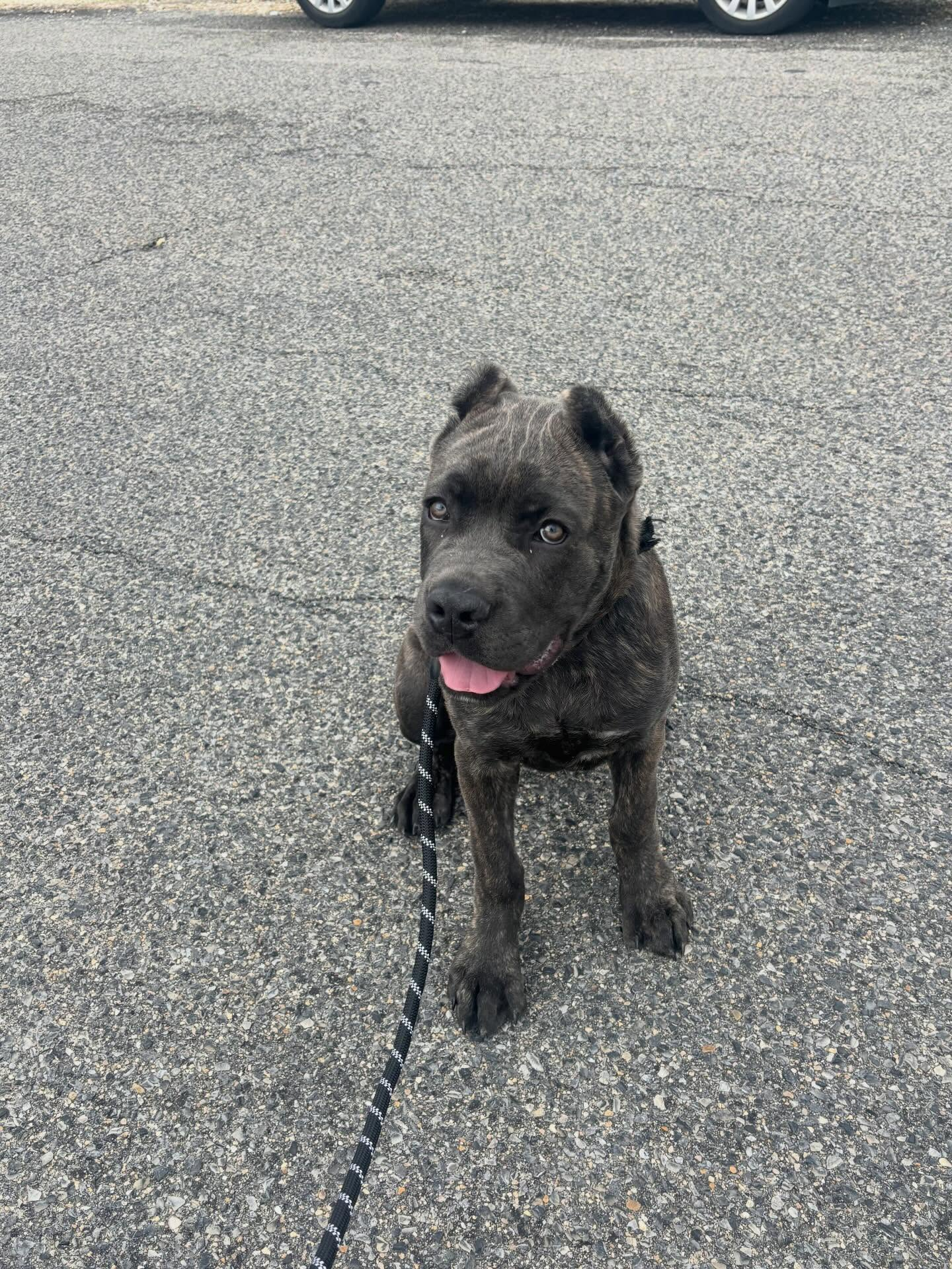 bugsy – cane corso